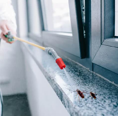 Pest Control Adelaide