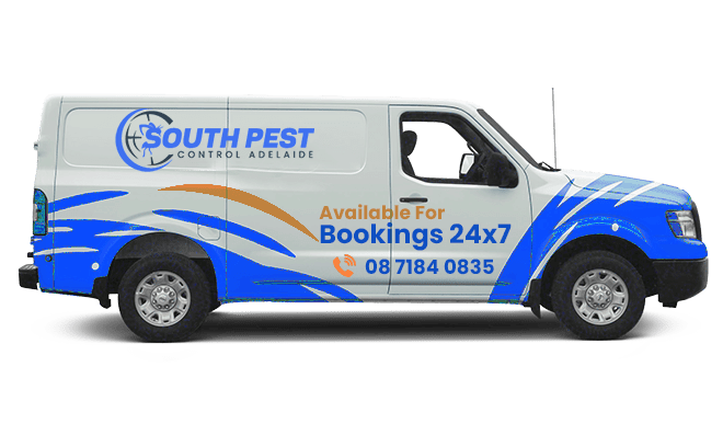South Pest Van